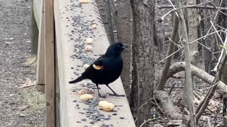 Red wing black bird closeup