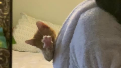 Kitten Hangs Out in Hood