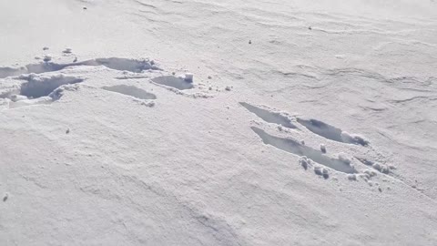 Black Pit Bull Running In the Snow