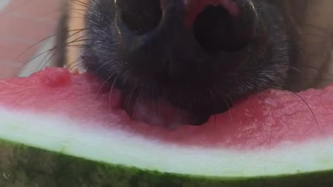 Brown dog eating watermelon and showing teeth