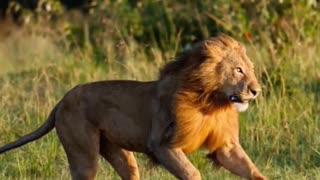 How Lions Speed Make Them Apex Predators