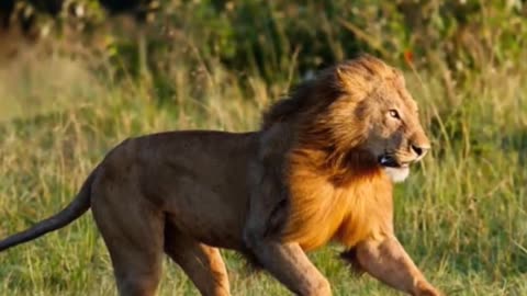 How Lions Speed Make Them Apex Predators