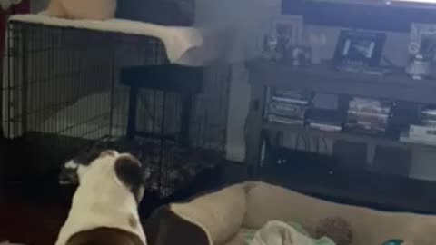English bulldog watching tv