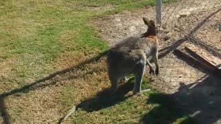 Clumsy Kangaroo Crashes into Fence