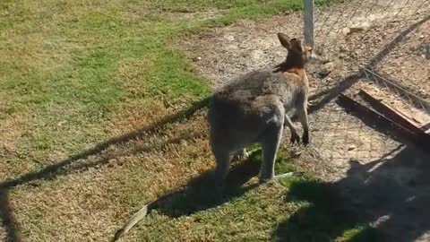 Clumsy Kangaroo Crashes into Fence