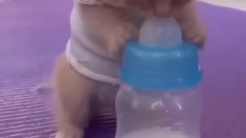 Baby cat viral video