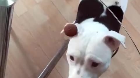 Dog Is CONFUSED by Glass Table