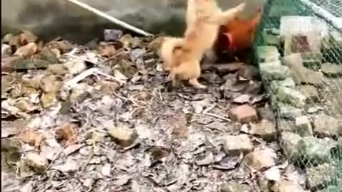 Chicken VS Dog Fight - Funny Dog Fight Videos COMEDY