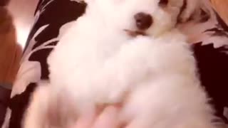 White dog getting tickled and moving feet