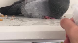 Rescue pigeon has shower