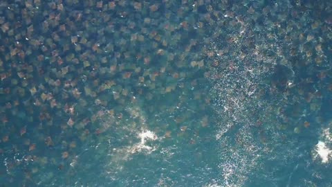 Massive Migration of Mobula Rays