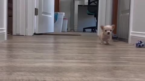 Such a little dog, he looks good when he walks