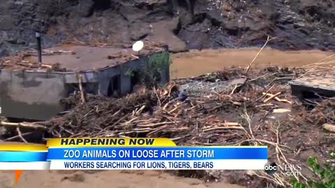 Floods Destroy Zoo, Sending Dangerous Animals on the Loose