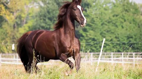 horses, 10 amazing breeds in the world