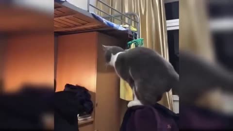 Cats Doing Weird
