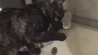 My cat started war with water