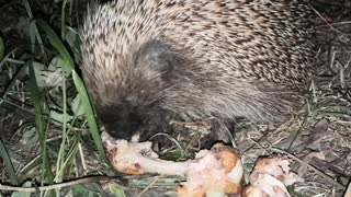 hedgehog is a predator !!! Have you seen how a hedgehog eats meat ???