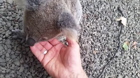 Koala baby rescue-15