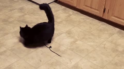 Black cat spins around in kitchen with string on him