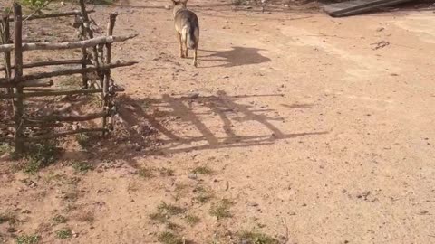 Mother Dog Brings Food to Pups