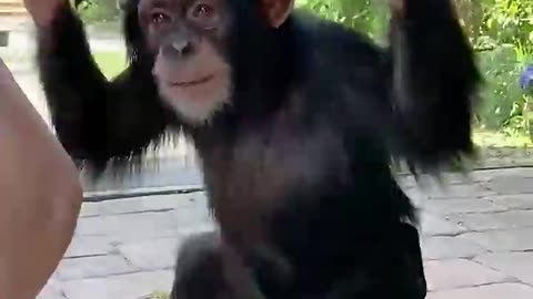 Chimpanzee funny Dancing video 📸.