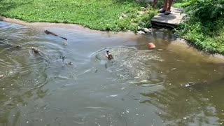 Woman and Son Climb Into Alligator Enclosure to Retrieve Purse