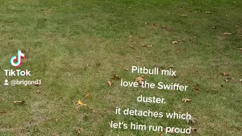 Pitbull mix loves his swiffer duster