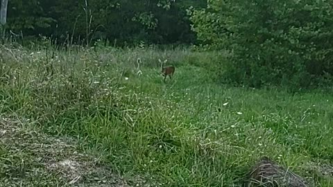 Doe by the Pond. (Almost Jerky Time!)