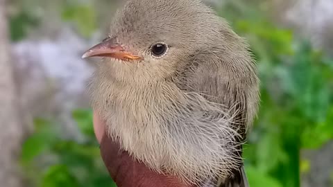 Small bird_so_cute_ saund _lovely bird
