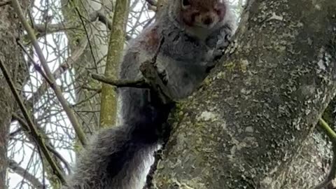Funny squirrel 🐿️