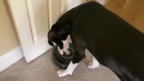 Great Dane learns how to turn on robot vacuum