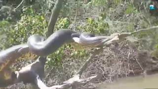 Biggest Anaconda caught on camera - Brazil