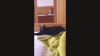 Hunting cat in bed