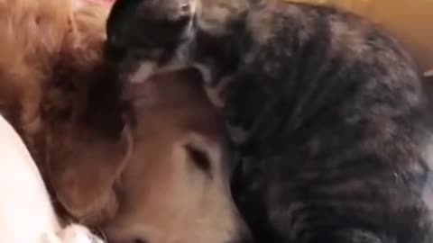 dog with cat