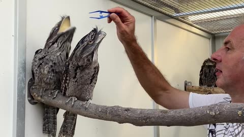 Feeding the Frogmouths