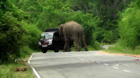 fearless woman #wildelephant #attack