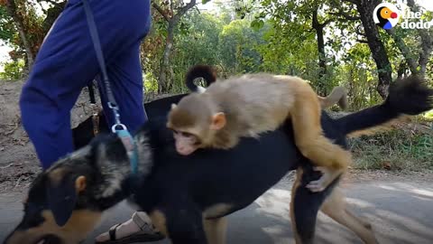 The Monkey Rides Her Dog BFF All Day Dodo Odd Couples