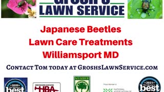 Japanese Beetles Williamsport Maryland Lawn Care Treatments