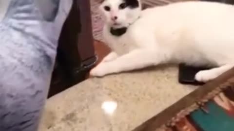 funny animals try not to laugh