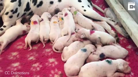 Dalmatian With Giant Stomach Delivered Her Pups, Then Vet Realizes A Mistake