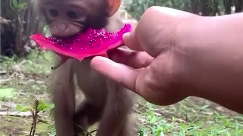 Little Monkey eating fruits