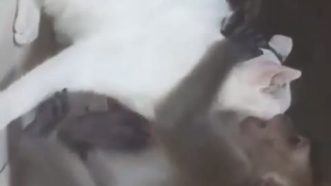 Funniest monkey annoying cut