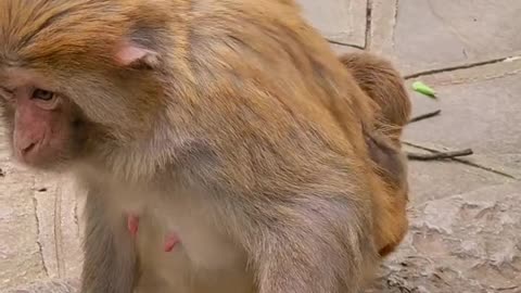 Baby monkey lost his temper