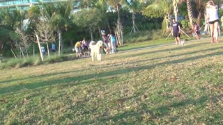 Dog Park in Miami Beach