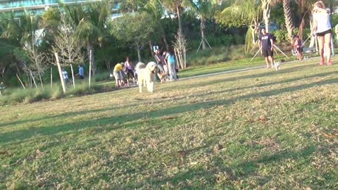 Dog Park in Miami Beach