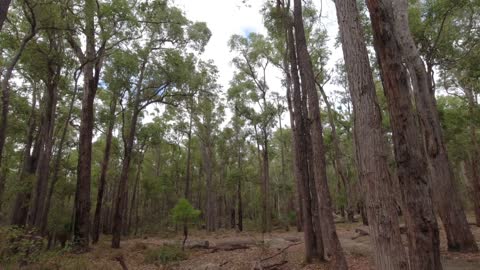 Bibbulmun Track part 22 Yourdammung To Harris Dam Shelter