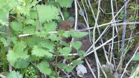 A Water Vole Plays Hide & Seek!