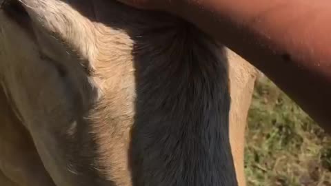 Trusting mother cow allows calf with disability to be given a sponge bath