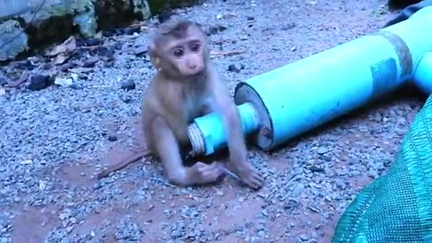 Amazing Dog!!! Watch This Sweetpea Dog Try to Help Cutie MARIMA, Stuck in tube