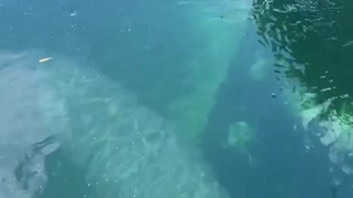 Manatees under our Kayaks